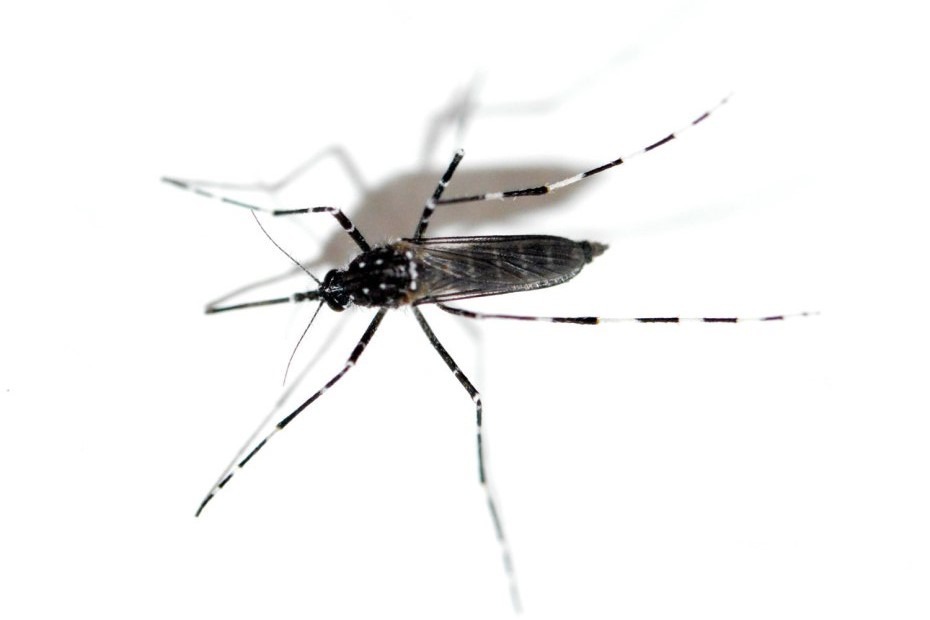 Alerta en Yucatán por la llegada del mosquito asiático, transmisor de dengue y zika